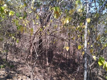 Land